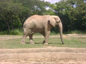 Foto: Elefante - Zoológico de Belo Horizonte