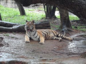 Foto: Tigre - Zoológico de Belo Horizonte