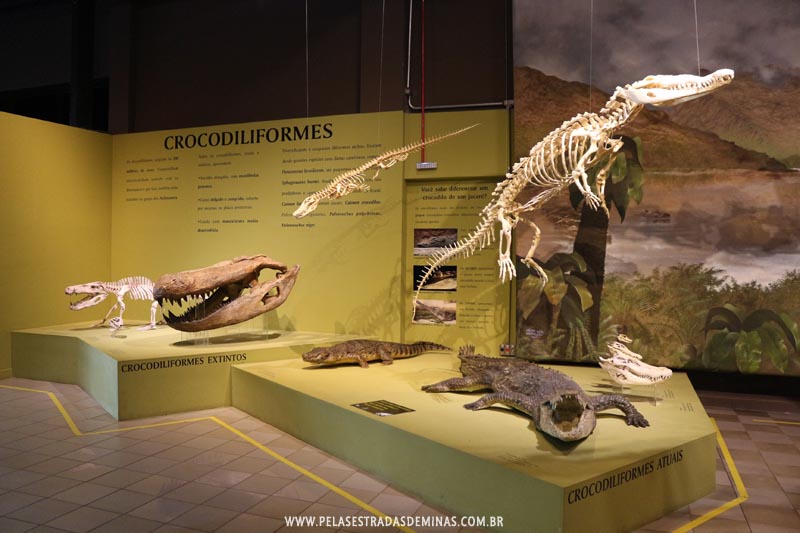 Pterossauros do Museu de Ciências Naturais da PUC Minas