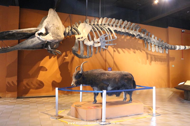 Exposição Fauna Exótica - Museu de Ciências Naturais da PUC Minas