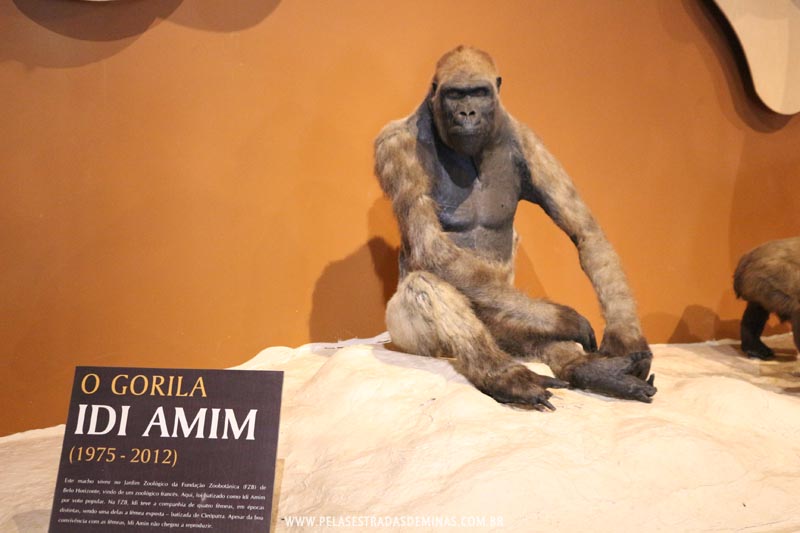 Gorila Idi Amin - Museu de Ciências Naturais da PUC Minas