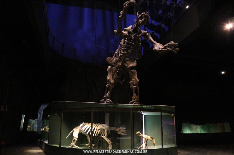 Fóssil Preguiça Gigante - Museu de Ciências Naturais da PUC Minas