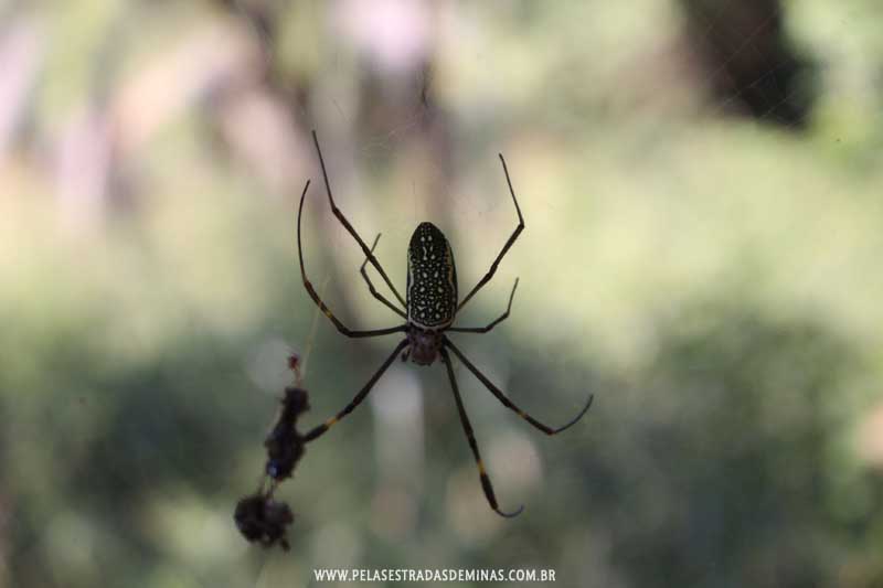 Aranha do Parque Estadual Serra Verde em BH