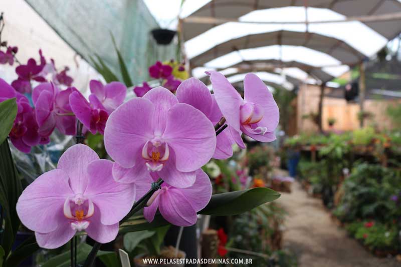 Exposição de Orquídeas e Flores - Estilo Natural em Baependi